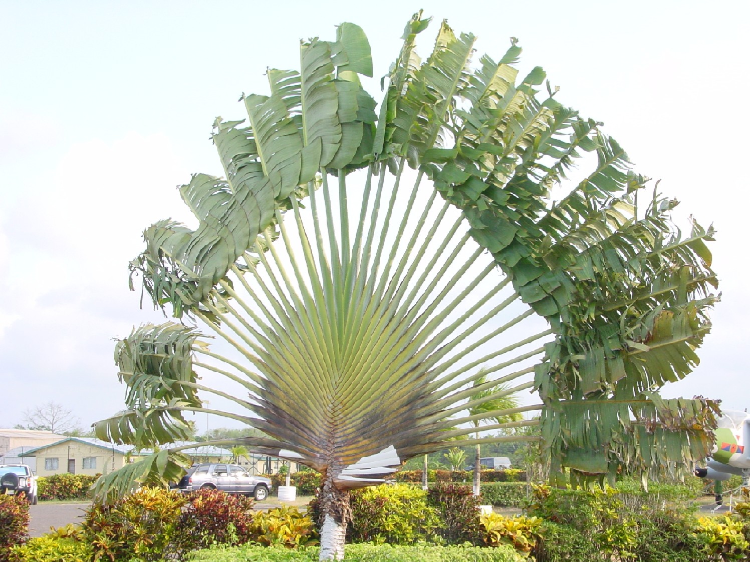 traveler palm